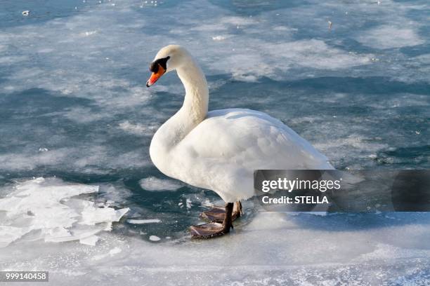 mute swan (cygnus olor) on a frozen river - swan river stock pictures, royalty-free photos & images