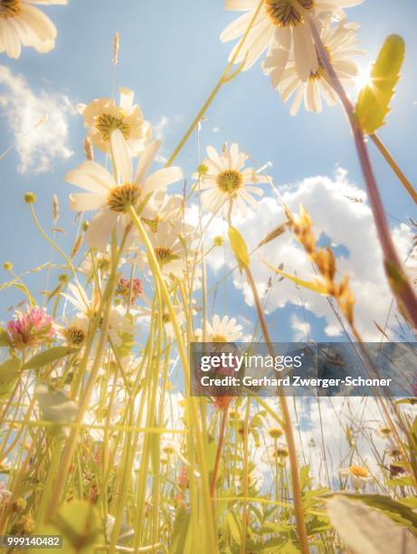 daisies (leucanthemum vulgare), flower meadow, blue summer sky, from below, worm's eye view, soft look effect - contre jour stock-fotos und bilder
