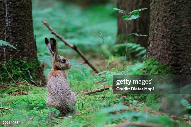 hare (lepus europaeus) in the forest, allgaeu, bavaria, germany - animal back stock pictures, royalty-free photos & images