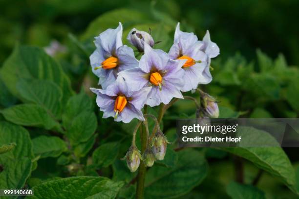 potato (solanum tuberosum), flowers, allgaeu, bavaria, germany - kartoffelblüte nahaufnahme stock-fotos und bilder