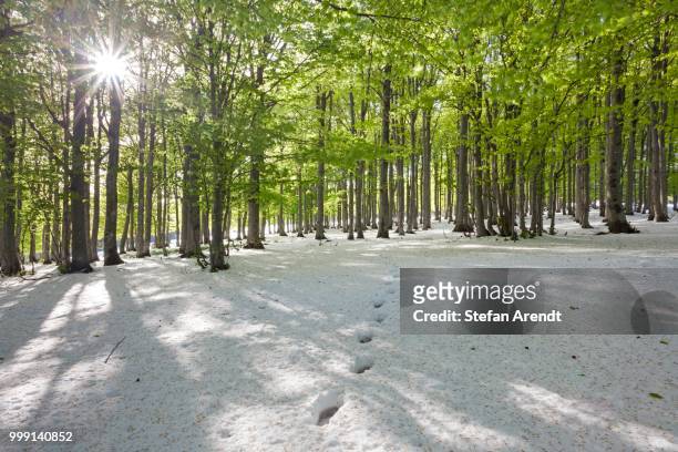 freshly fallen snow in spring, beech trees with fresh green leaves, mt kandel, black forest, baden-wuerttemberg, germany - kandeel stock pictures, royalty-free photos & images