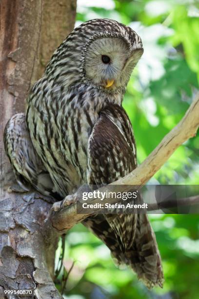 ural owl (strix uralensis), neuschoenau outdoor animal enclosure, bavarian forest, bavaria, germany - ural owl stock pictures, royalty-free photos & images