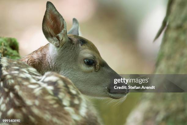 fallow deer (dama dama), fawn, neuschoenau outdoor animal enclosure, bavarian forest, bavaria, germany, publicground - artiodactyla 個照片及圖片檔