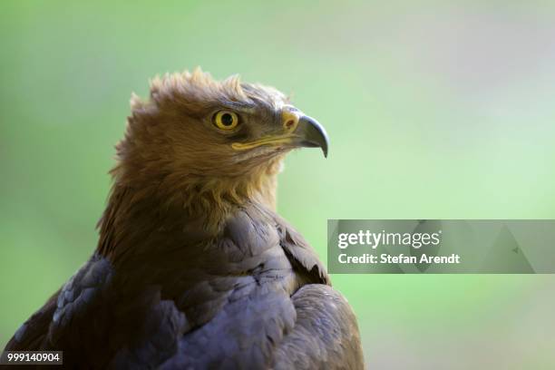 lesser spotted eagle (aquila pomarina), neuschoenau outdoor animal enclosure, bavarian forest, bavaria, germany, publicground - lesser spotted eagle stock pictures, royalty-free photos & images