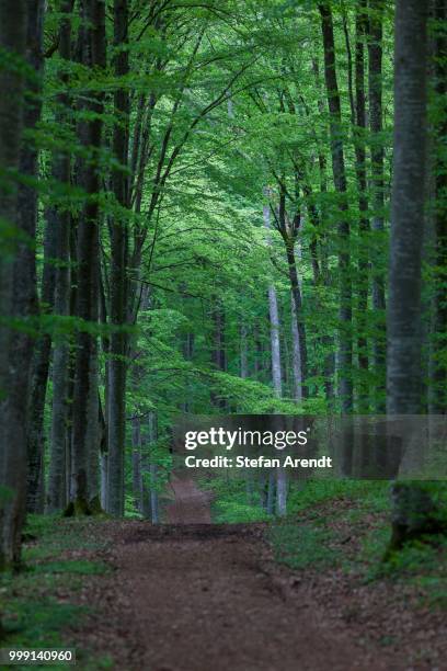 forest path in the danube valley near beuron leading to burg wildenstein castle, baden-wuerttemberg, germany - burg stock pictures, royalty-free photos & images