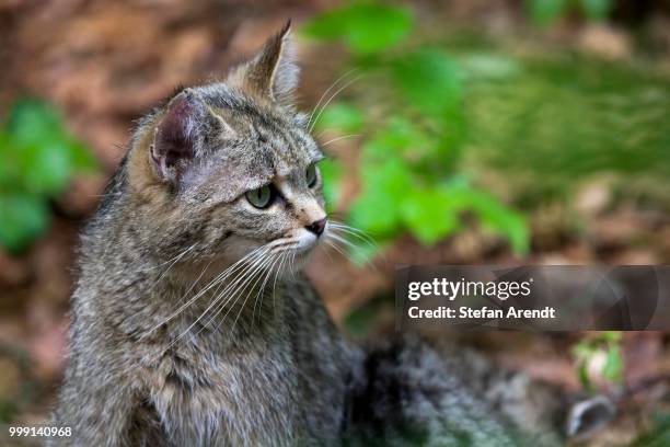 wildcat (felis silvestris), neuschoenau outdoor animal enclosure, bavarian forest, bavaria, germany, publicground - animal body part stock-fotos und bilder