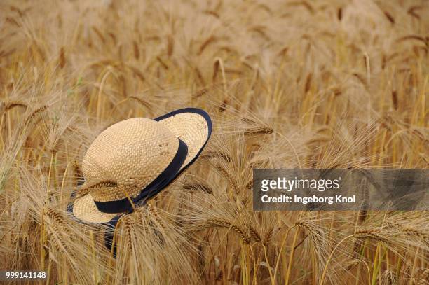 straw hat in a field of rye (secale cereale), summer scene, tangstedt, schleswig-holstein, germany - cereale stock pictures, royalty-free photos & images