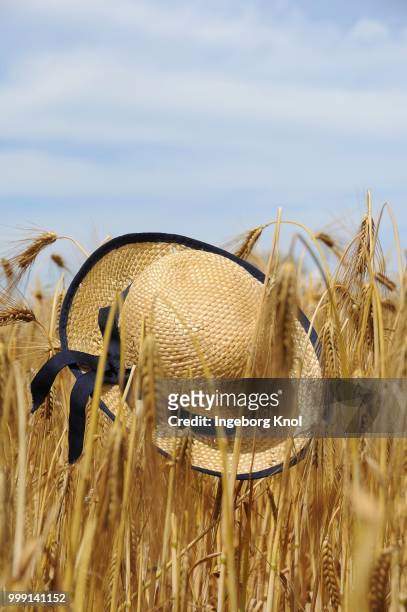 straw hat in a field of rye (secale cereale), summer scene, tangstedt, schleswig-holstein, germany - sleeswijk holstein stockfoto's en -beelden