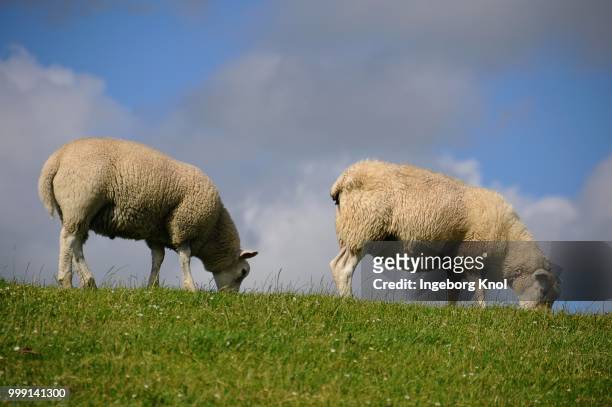 two sheep on a dyke, soehnke nissen koog, north frisia, schleswig-holstein, germany - hornträger stock-fotos und bilder