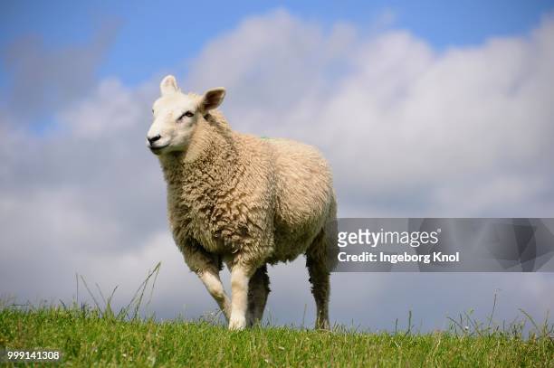 sheep on a dyke, soehnke nissen koog, north frisia, schleswig-holstein, germany - sleeswijk holstein stockfoto's en -beelden