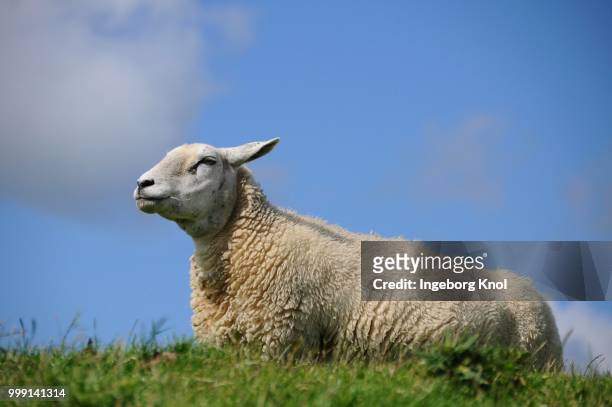 sheep on a dyke, soehnke nissen koog, north frisia, schleswig-holstein, germany - sleeswijk holstein stockfoto's en -beelden