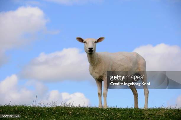 shorn sheep on a dyke, soehnke nissen koog, north frisia, schleswig-holstein, germany - sleeswijk holstein stockfoto's en -beelden