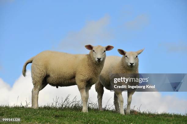 two sheep on a dyke, soehnke nissen koog, north frisia, schleswig-holstein, germany - friesian cattle 個照片及圖片檔