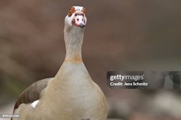 egyptian goose (alopochen aegyptiacus), bergisches land region, north rhine-westphalia, germany - anseriformes stock pictures, royalty-free photos & images