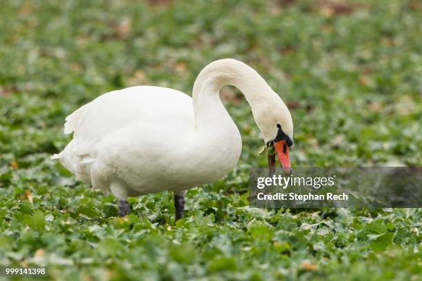 mute swan (cygnus olor) standing in a canola field (brassica napus), fuldabrueck, hesse, germany - rübsen stock-fotos und bilder