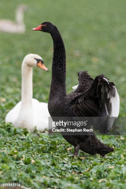 black swan (cygnus atratus) standing in a canola field, fuldabrueck, hesse, germany - anseriformes stock pictures, royalty-free photos & images