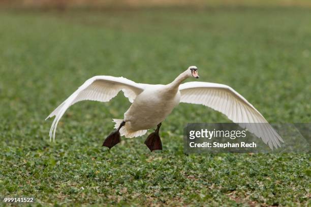 mute swan (cygnus olor) taking off from a canola field (brassica napus), fuldabrueck, hesse, germany - rübsen stock-fotos und bilder
