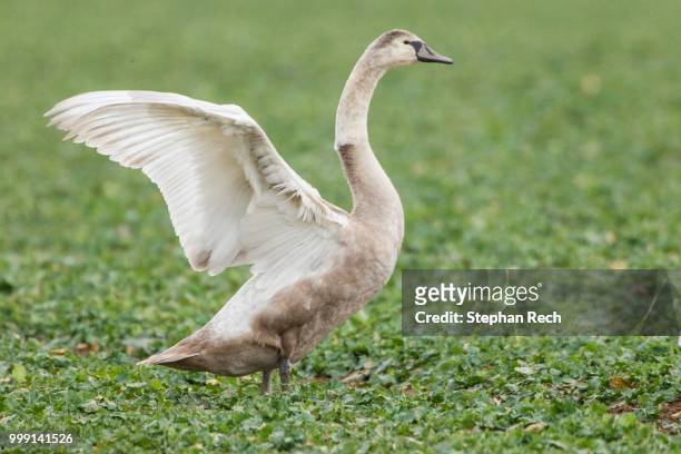 mute swan (cygnus olor) standing in a canola field, fuldabrueck, hesse, germany - ölrübsen stock-fotos und bilder