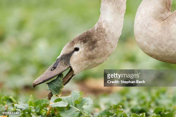 mute swan (cygnus olor) foraging in a canola field (brassica napus), fuldabrueck, hesse, germany - ölrübsen stock-fotos und bilder