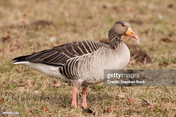 greylag goose (anser anser) standing on a field, kassel, hesse, germany - anseriformes stock pictures, royalty-free photos & images