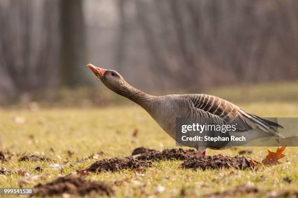 greylag goose (anser anser) standing on a field, kassel, hesse, germany - tierhals stock-fotos und bilder