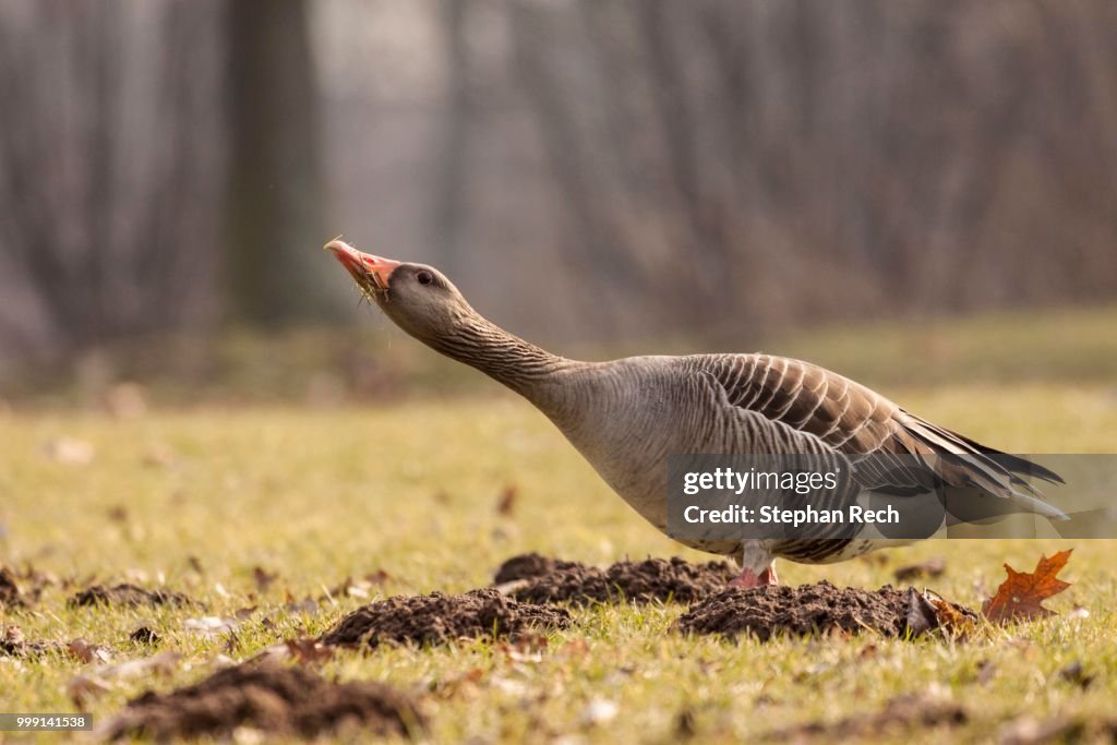 Greylag goose (Anser anser) standing on a field, Kassel, Hesse, Germany