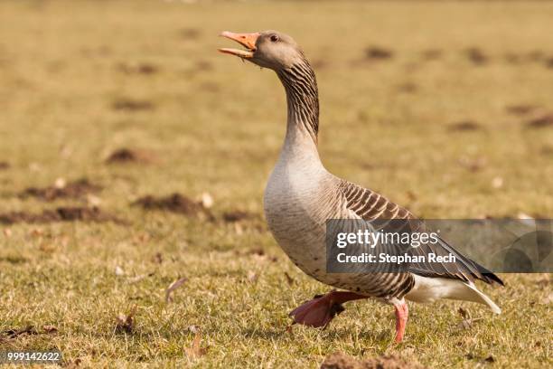 greylag goose (anser anser) standing on a field, kassel, hesse, germany - anseriformes stock pictures, royalty-free photos & images