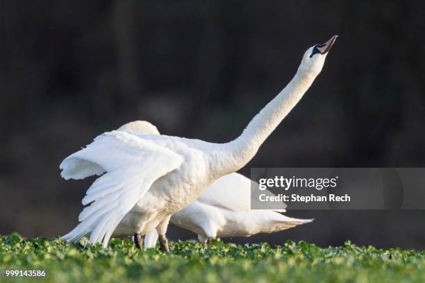 mute swans (cygnus olor) standing in a canola field (brassica napus), fuldabrueck, hesse, germany - tierhals stock-fotos und bilder