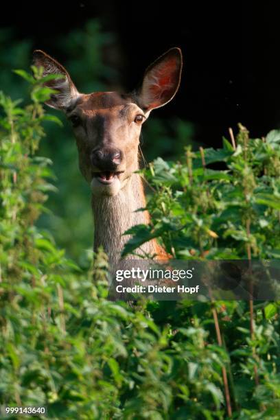 red deer (cervus elaphus), female, hind, watchful between nettles, allgaeu, bavaria, germany - paarhufer stock-fotos und bilder