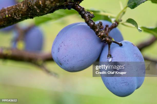plums (prunus domestica) on the tree, obersoellbach, hohenlohe, baden-wuerttemberg, germany - damson stock-fotos und bilder