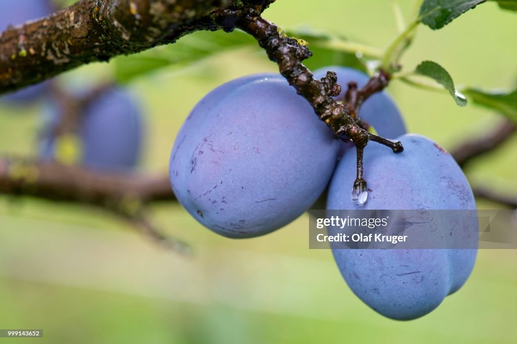 Plums (Prunus domestica) on the tree, Obersoellbach, Hohenlohe, Baden-Wuerttemberg, Germany