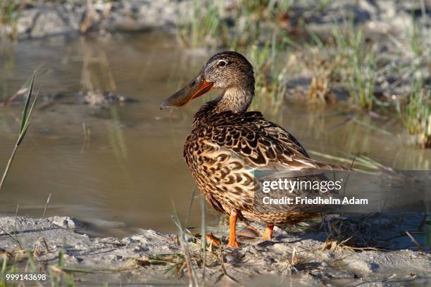 shoveler or shoveller (anas clypeata), female standing the shore, lake neusiedl, burgenland, austria - anseriformes stock pictures, royalty-free photos & images