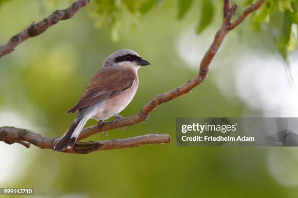 red-backed shrike (lanius collurio), male perched on twig, hansag, andau, lake neusiedl, burgenland, austria - shrike stock pictures, royalty-free photos & images