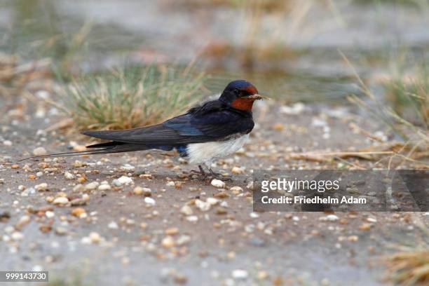 barn swallow (hirundo rustica), male collecting mud and dry grass for nesting, illmitz, lake neusiedl, burgenland, austria - passerine bird stockfoto's en -beelden