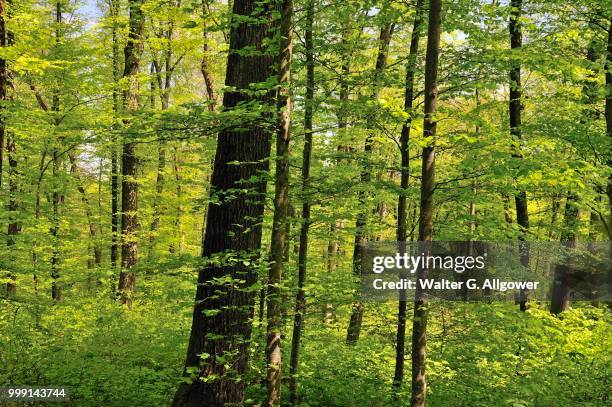deciduous forest, beech trees (fagus sylvatica), swabian alp, baden-wuerttemberg, germany, publicground - deciduous stock pictures, royalty-free photos & images
