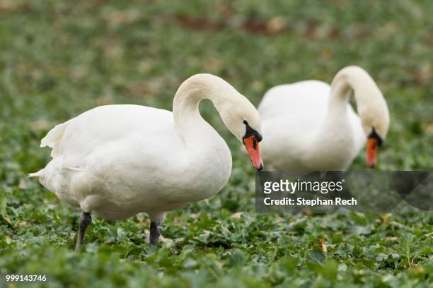 mute swans (cygnus olor) standing in a canola field (brassica napus), fuldabrueck, hesse, germany - ölrübsen stock-fotos und bilder