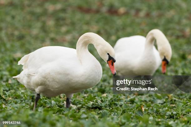 mute swans (cygnus olor) standing in a canola field (brassica napus), fuldabrueck, hesse, germany - brassica rapa stock pictures, royalty-free photos & images