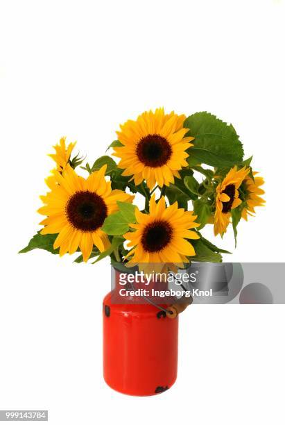 sunflowers in an old milk jug - butter churn stock pictures, royalty-free photos & images