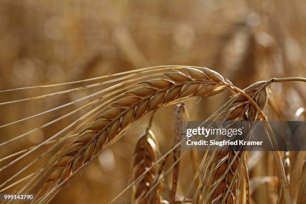 barley (hordeum vulgate) with ears - hordeum stock pictures, royalty-free photos & images