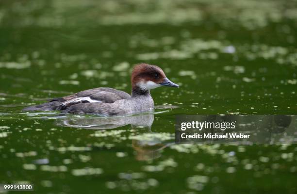 smew (mergellus albellus), female, stuttgart, baden-wuerttemberg, germany - anseriformes stock pictures, royalty-free photos & images