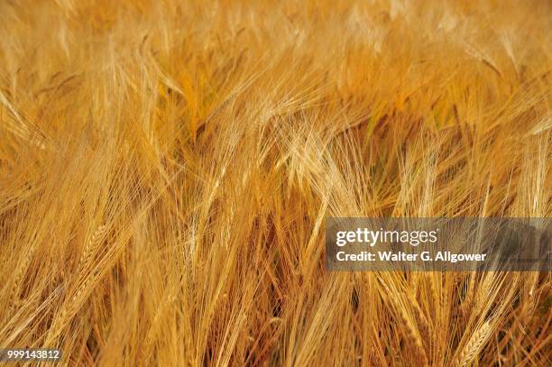spring barley (hordeum), swabian alb, baden-wuerttemberg, germany, publicground - hordeum stock pictures, royalty-free photos & images