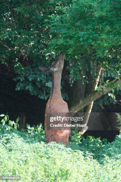 red deer (cervus elaphus), hind, standing on hind legs and reaching for elder leaves, allgaeu, bavaria, germany - artiodactyla stock-fotos und bilder