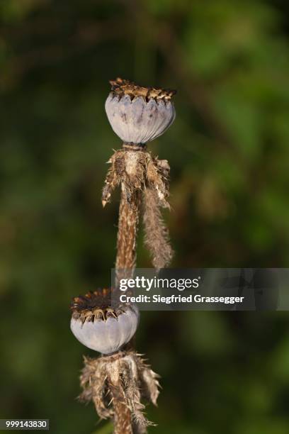 seed vessels, opium poppy (papaver somniferum) - comportamientos de la flora fotografías e imágenes de stock