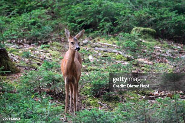 roe deer (capreolus capreolus), female in the woods, allgaeu, bavaria, germany - paarhufer stock-fotos und bilder