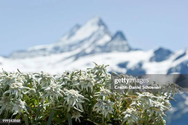 edelweiss flowers in front of snow-capped mountains near grindelwald, bernese oberland, canton of bern, switzerland - berne canton fotografías e imágenes de stock
