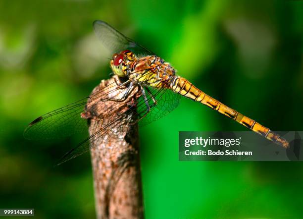 common darter (sympetrum striolatum), female, munich, bavaria, germany - libellulidae stock pictures, royalty-free photos & images