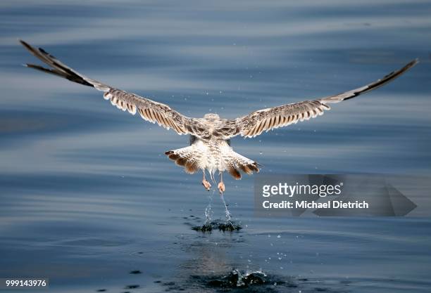 immature european herring gull (larus argentatus) taking off, mueritz, mecklenburg-western pomerania, germany - parte posterior del animal fotografías e imágenes de stock