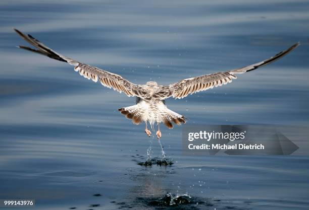 immature european herring gull (larus argentatus) taking off, mueritz, mecklenburg-western pomerania, germany - costas de animal - fotografias e filmes do acervo