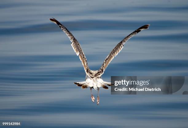 immature european herring gull (larus argentatus) taking off, mueritz, mecklenburg-western pomerania, germany - symbolism stock-fotos und bilder