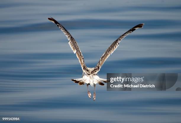 immature european herring gull (larus argentatus) taking off, mueritz, mecklenburg-western pomerania, germany - animal back foto e immagini stock